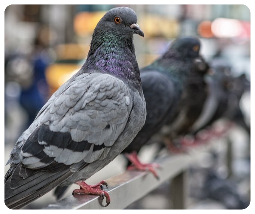 Bird Dropping Cleaning Service, Guano & Pigeon Waste Removal ...