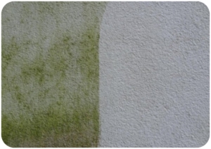 Render Cleaning Algae removal
